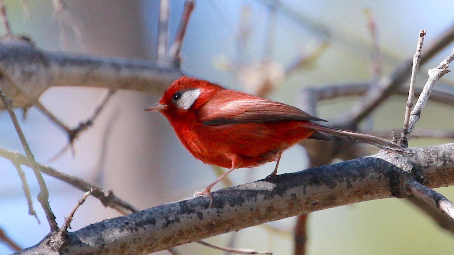 This little red bird spotted near Tucson has lots of people excited